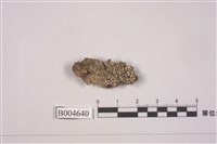 藏品(雞皮衣屬)的圖片